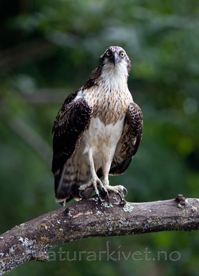 BB 12 0059 / Pandion haliaetus / Fiskeørn